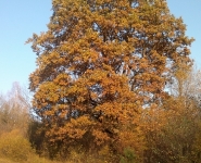 oak in the Oak Deep