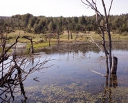 Ponds in Jasiel