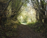 Nature path