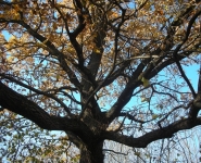Ancient Oak - 