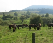 Konie Huculskie